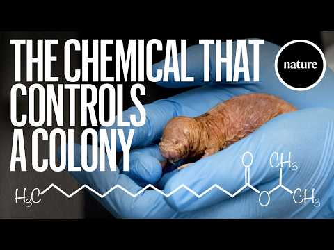 Naked Mole-Rats Just Got Even Wackier; Turns Out The Queen Keeps Her Colony Infertile Through Scent 图片 2