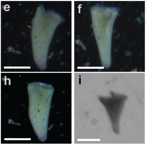 New Single-Celled Species Discovered at the MBL Gives Insights into How Life Can Adapt to Marine Lifestyles 图片 2