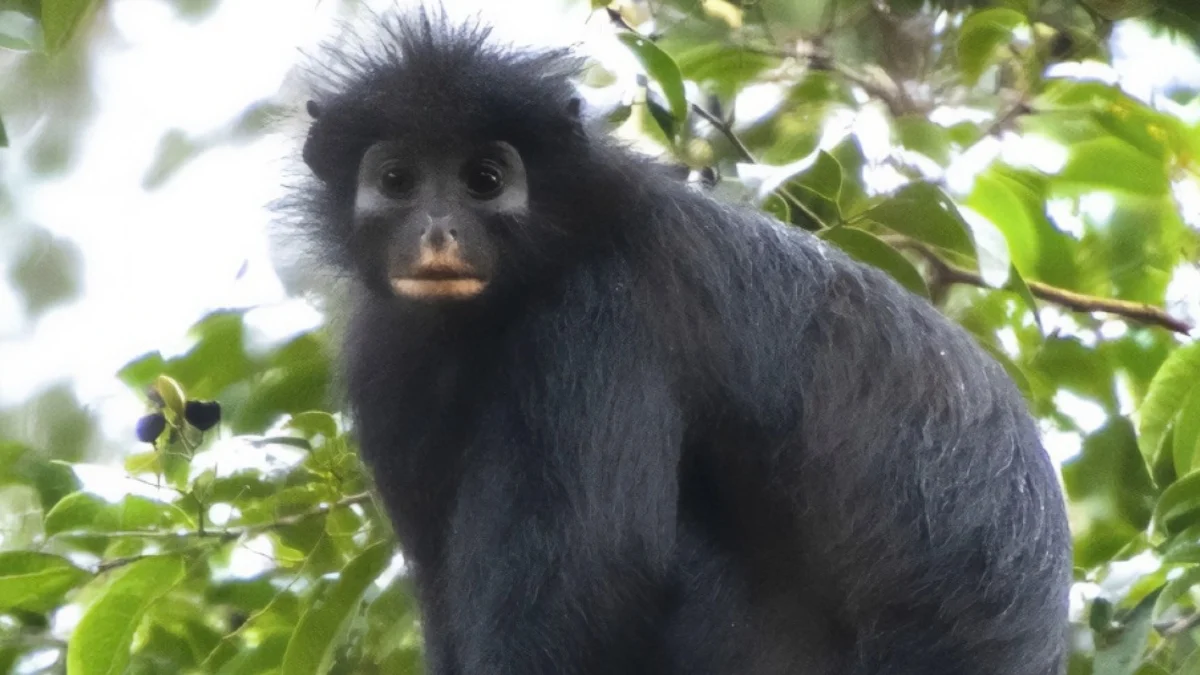 This Week in Science: Tiny T. Rexes, a New Monkey Species, And More! 图片 4