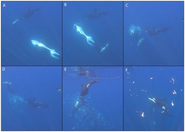 Orcas Keep Punching Giant Sunfish to Smithereens, And Scientists Are Mesmerized 图片 2