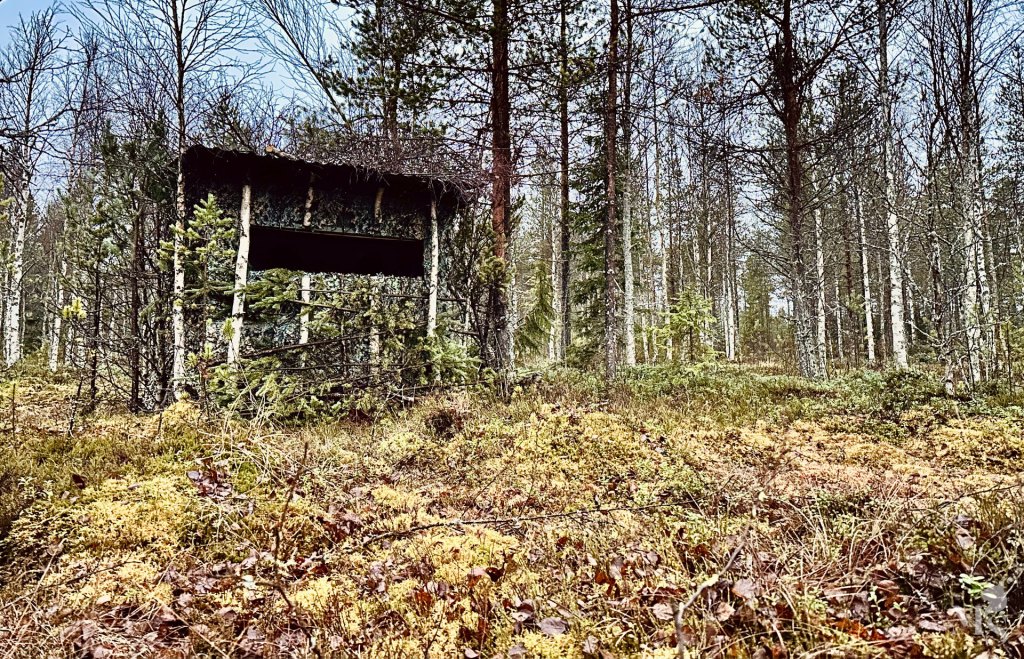 This nature photographer shoots from an abandoned old cabin in the woods – the results he gets are incredible 图片 4