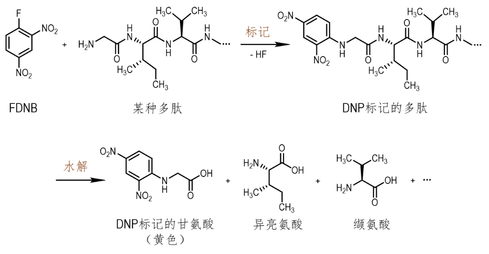 佛系富二代与“牛津主妇”，破解了胰岛素结构之谜 图片 2