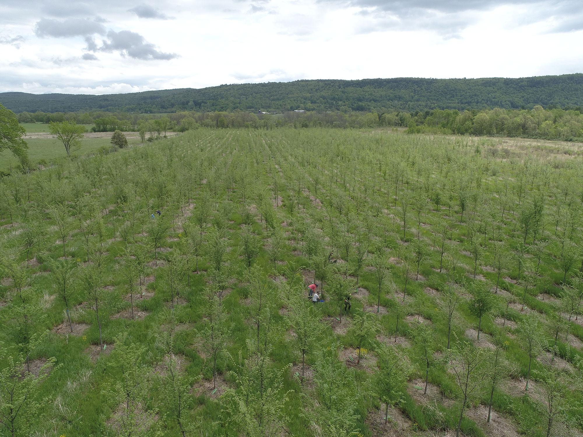 The deadly experiment that could save the American elm 图片 3