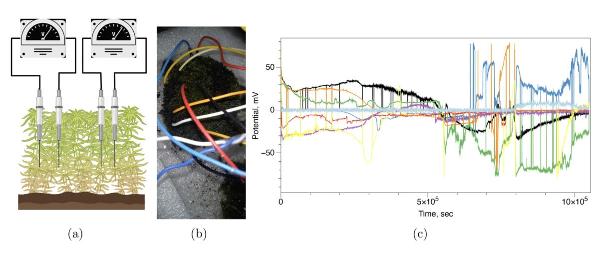 Moss Is Generating Electrical Waves That Look Startlingly Like a Neural Network 图片 3