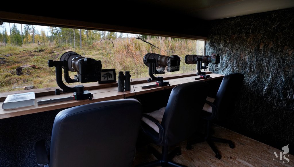 This nature photographer shoots from an abandoned old cabin in the woods – the results he gets are incredible 图片 3
