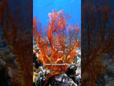 Coral Reefs Presumed Dead Have Been Found Teeming With Life 图片 4