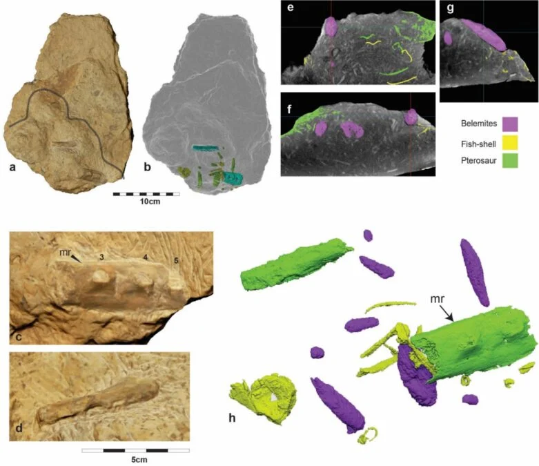 Like an Ancient 'Turducken': Fossil Captures Cretaceous Sea Monsters Devouring Each Other 图片 3