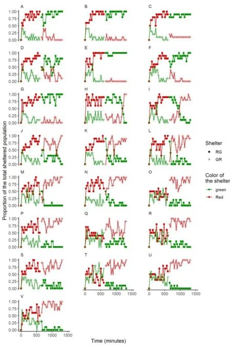 Cockroaches Have a 'Collective Memory' That Emerges From Their Social Networks 图片 3