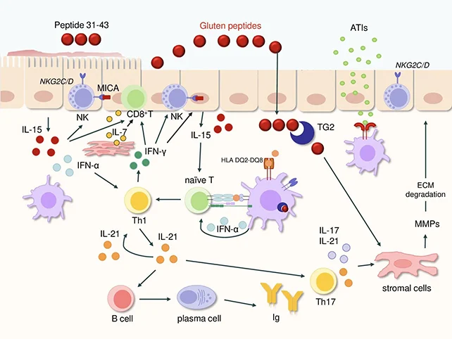 Scientists Reveal How Gluten Reactions in The Gut Lining Lead to Celiac Damage 图片 3