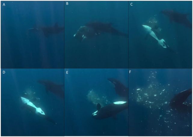 Orcas Keep Punching Giant Sunfish to Smithereens, And Scientists Are Mesmerized 图片 3