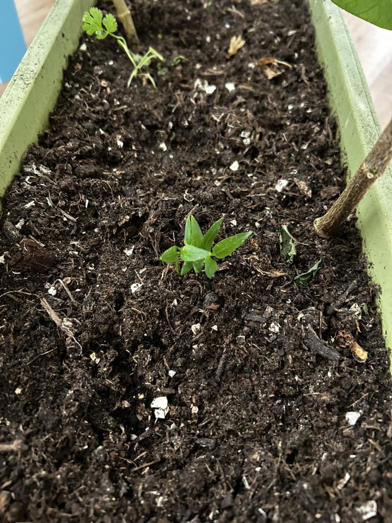 This plant is two years old 图片 3