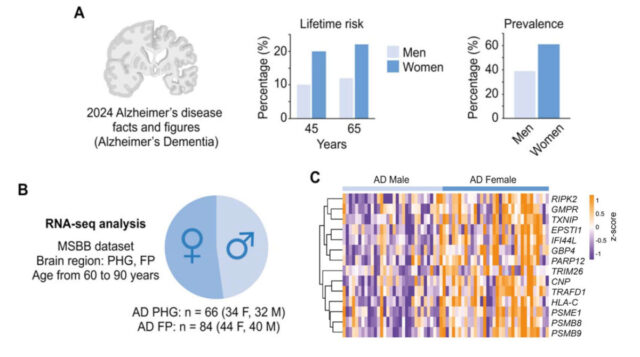 The hidden role of the immune system in female Alzheimer’s 图片 2