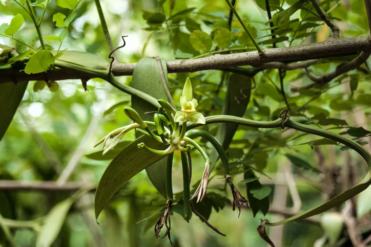 Scientists Studying Earth's Flowering Plants Issue a Stark Warning to Humanity 图片 2