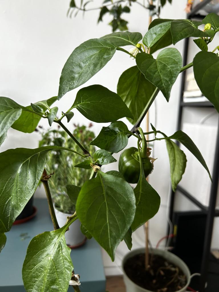 This plant is two years old 图片 2