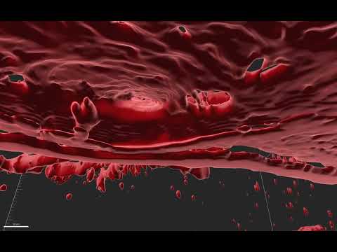 MIT Scientists Grew Artificial Blood Vessels In The Lab Using Magnets 图片 3