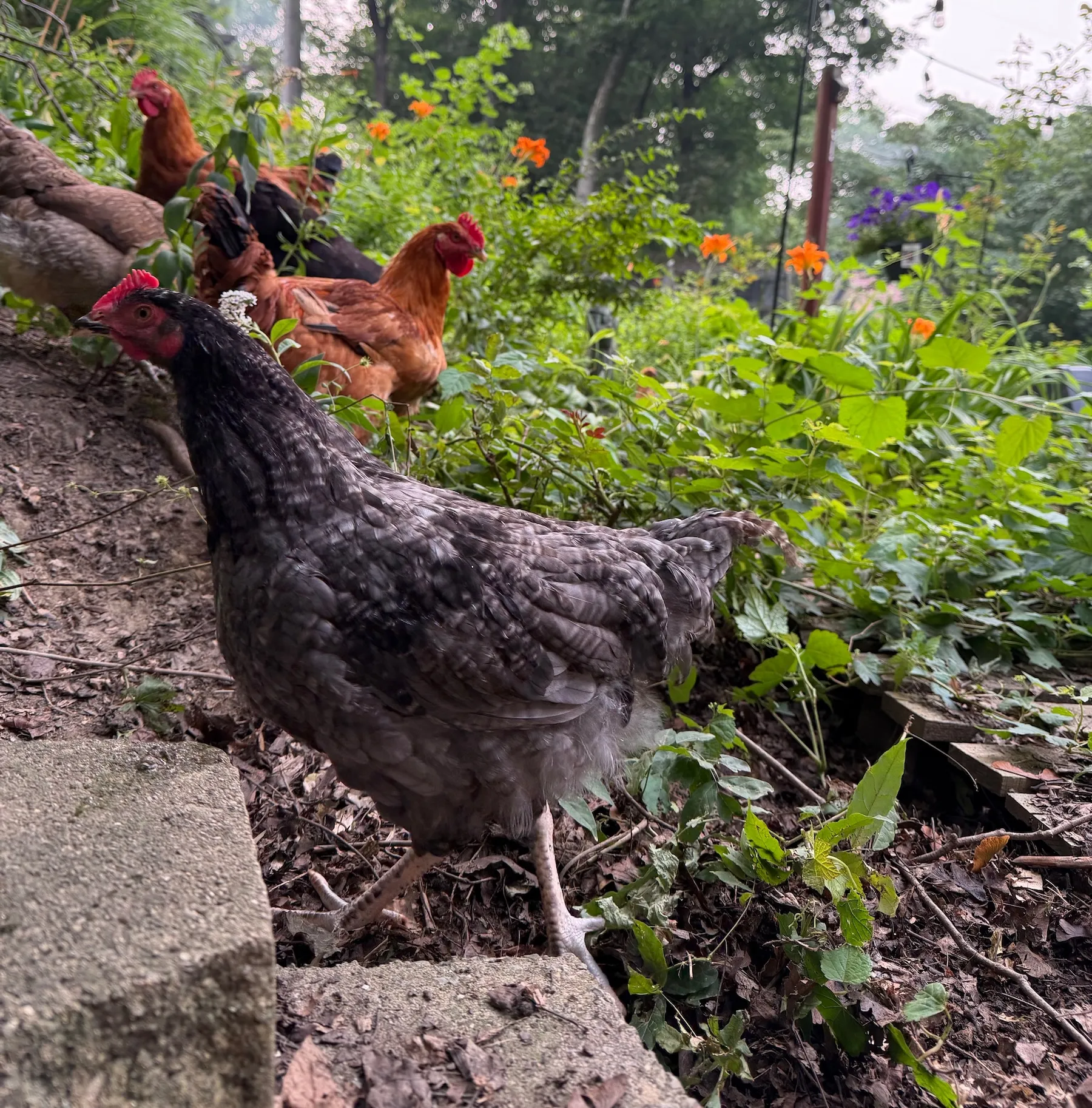 How to get started raising backyard chickens 图片 2