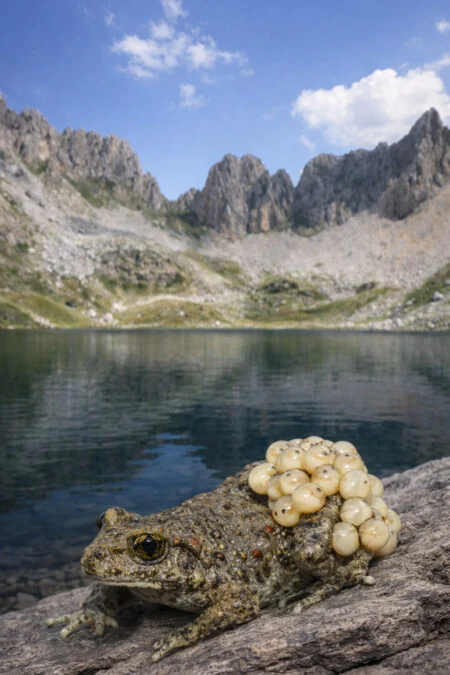 One Fungus Has Caused More Extinctions Than Any Other Infectious Disease. Some Toads Have Found a Way to Survive It 图片 3