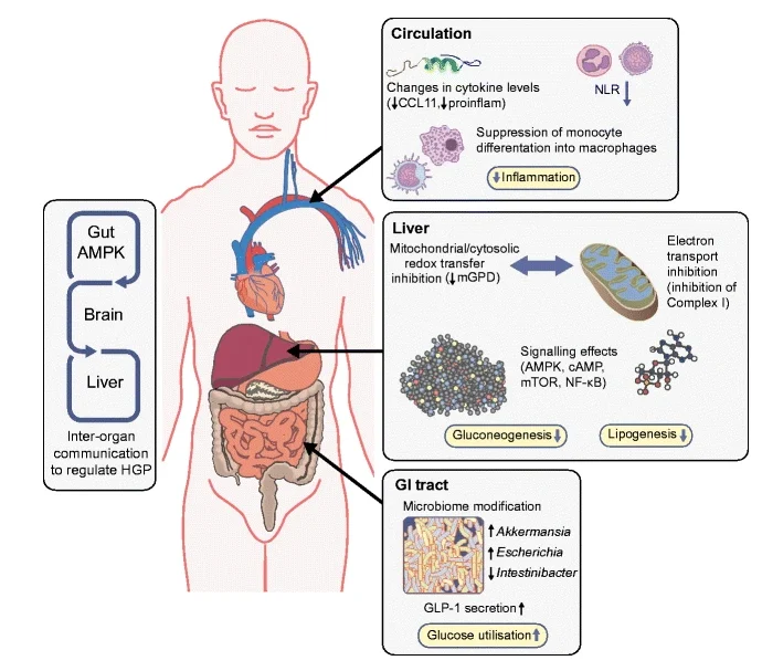 Diabetes Drug Used For More Than 60 Years Found to Unexpectedly Affect The Brain 图片 3