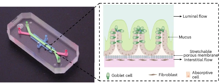 Inflammatory Bowel Disease Has Been Recreated on a Chip, And Scientists Could Finally Figure Out Its Cause 图片 4