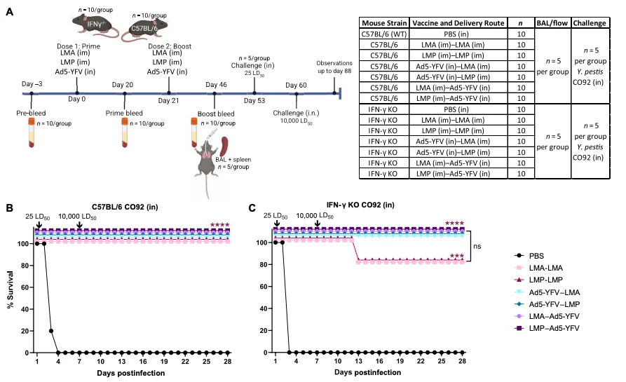 We May Finally Have a Vaccine Against The Plague, With Two New Vaccines Showing 100% Effectiveness in Mice 图片 2