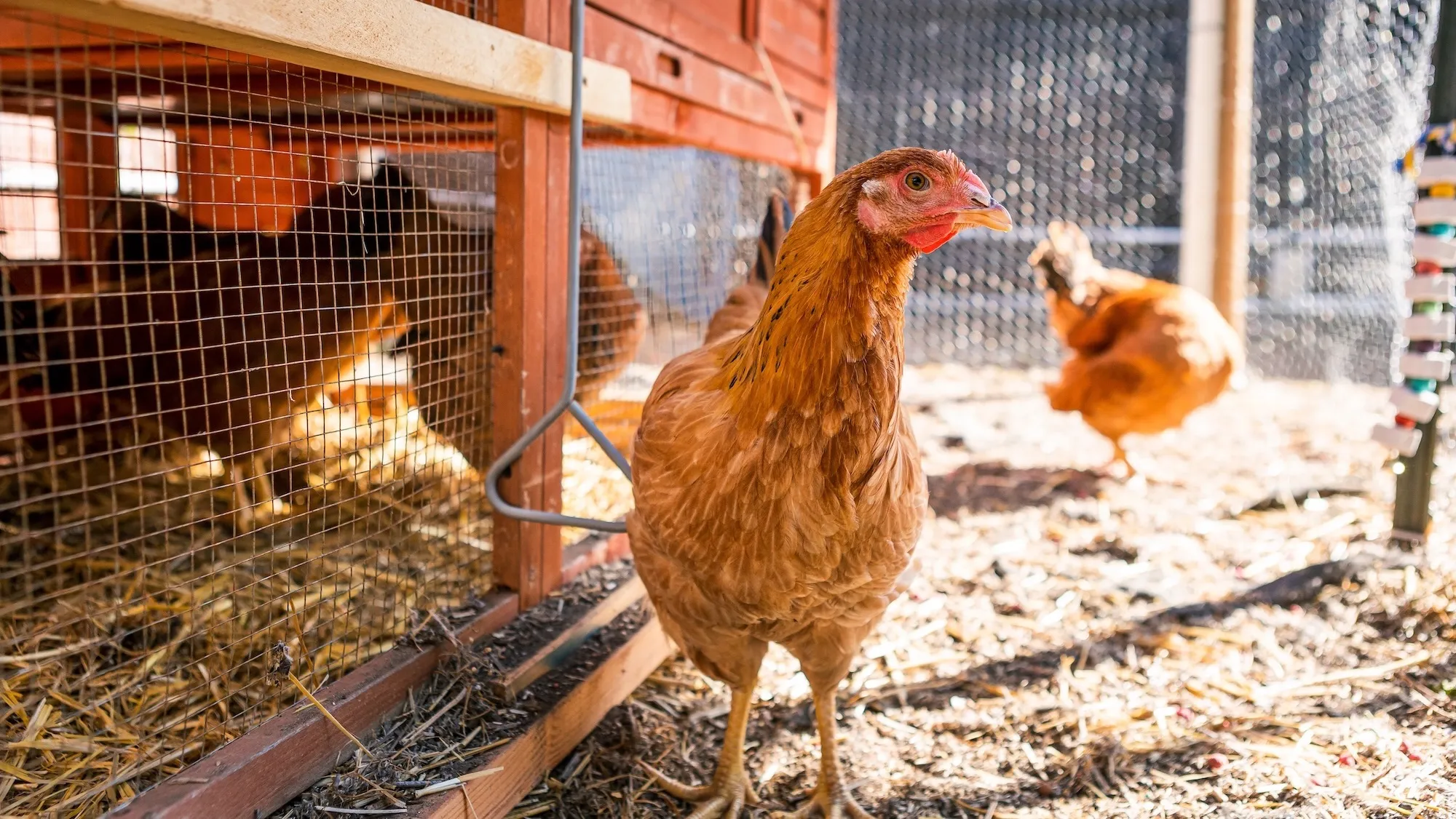 How to get started raising backyard chickens 图片 3