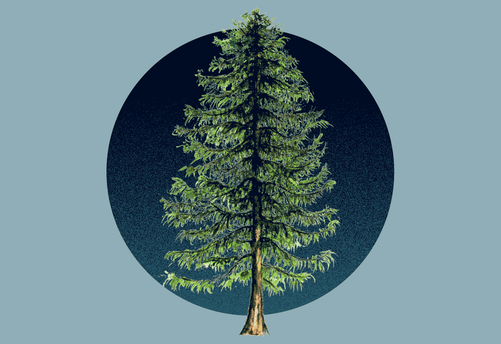 The deadly experiment that could save the American elm 图片 2
