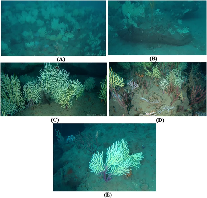 Coral Reefs Presumed Dead Have Been Found Teeming With Life 图片 3