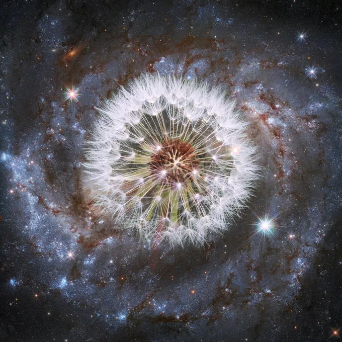 G.K. Chesterton on the Dandelion and the Meaning of Life 图片 2