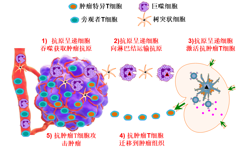 自体抗肿瘤T淋巴细胞体外改造的抗瘤效应｜免疫复杂性读书会第16期 图片 2