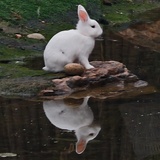 小兔子