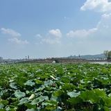 苏三来