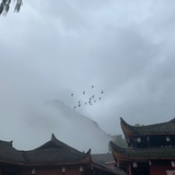 张金草