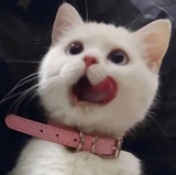 脸颊肉富人