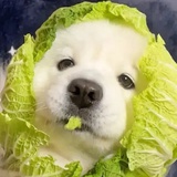 拍板