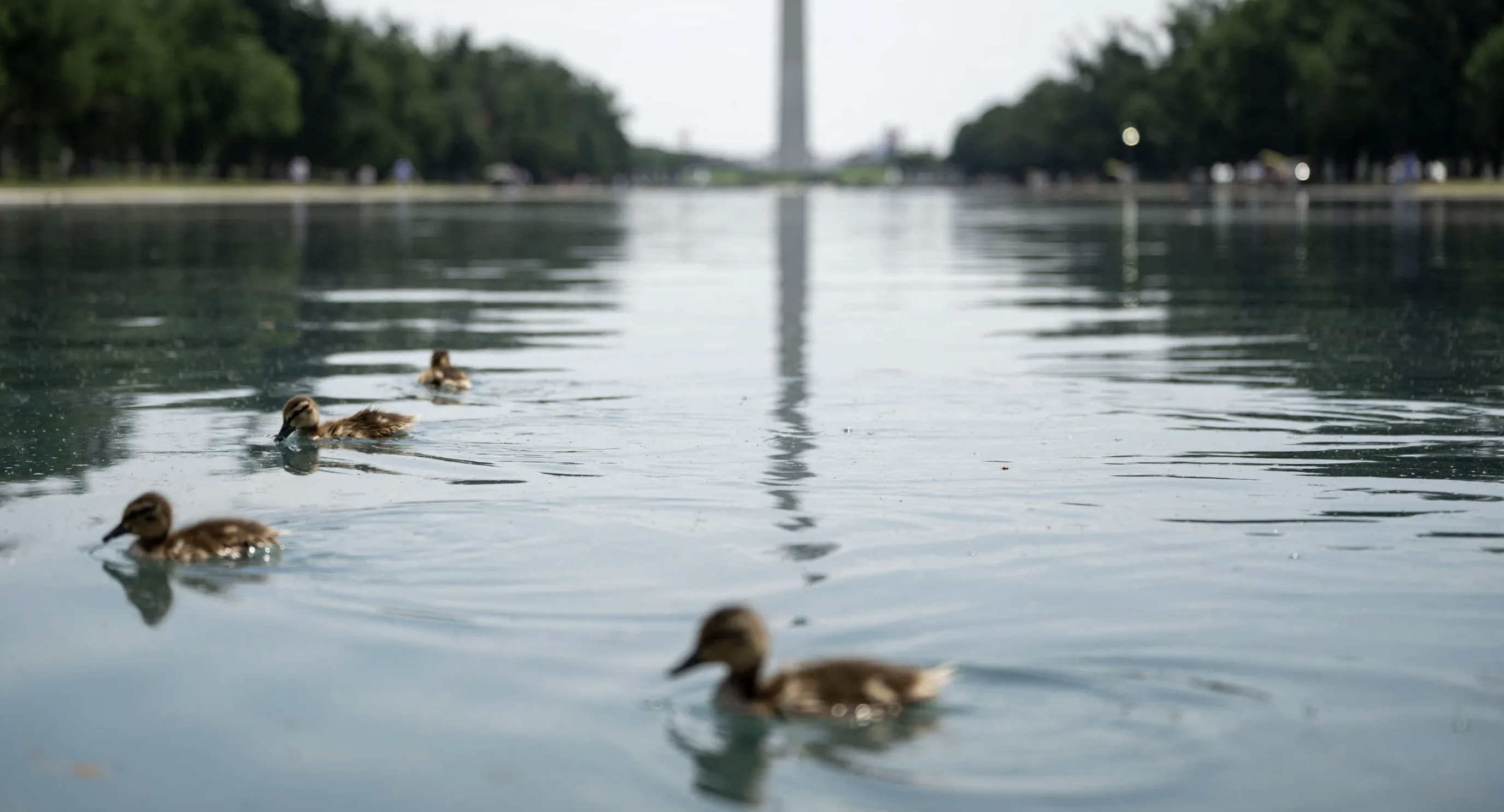 An Open Letter to the Dead Duck Seen Floating in the Lincoln Memorial Reflecting Pool 图片 1
